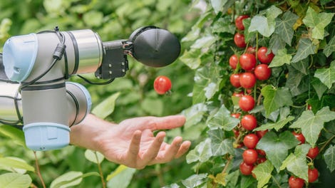 Hand with tomato-picking robot next to tomatoes